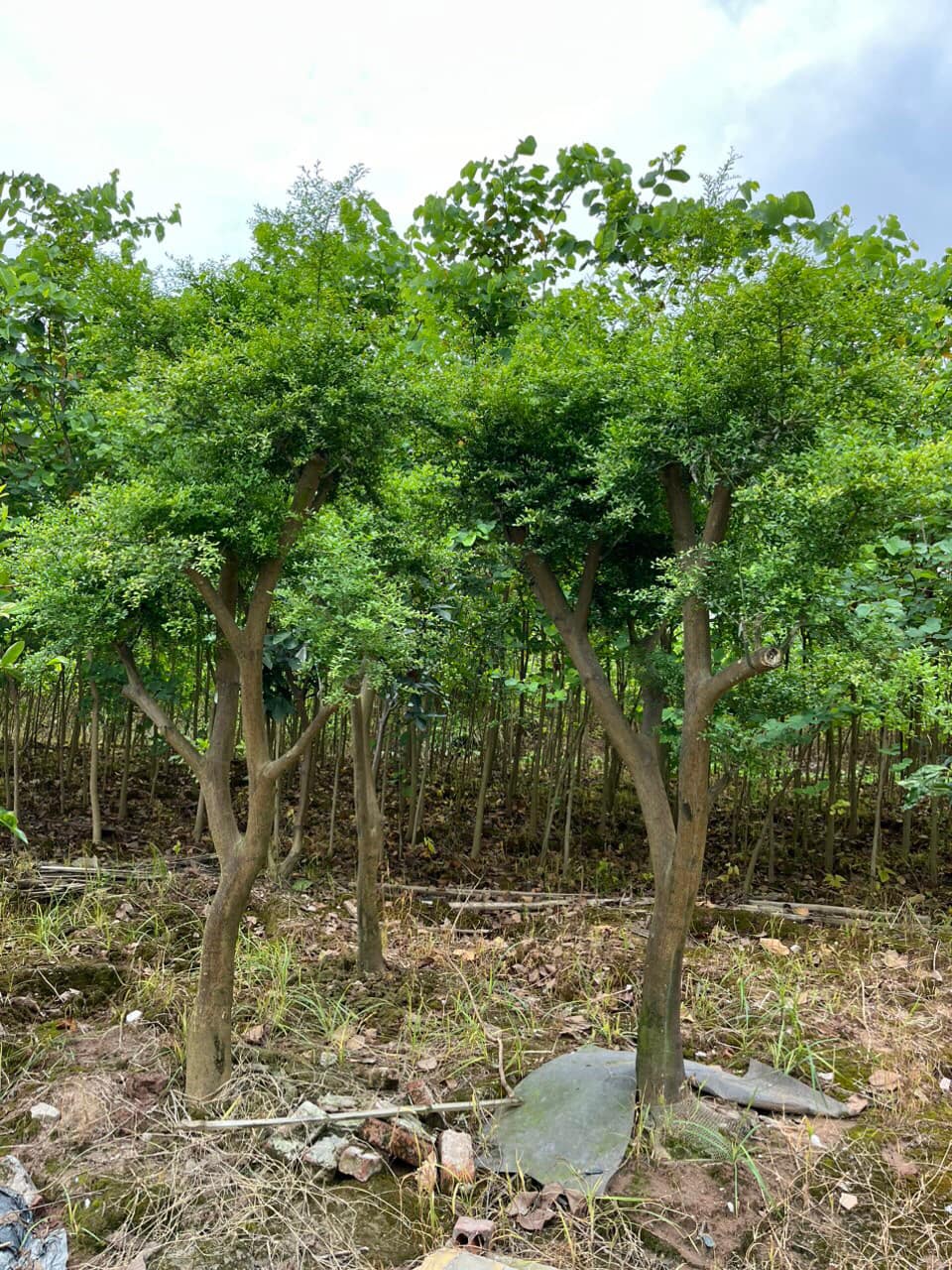 CÂY CHANH NGÓN TAY CÂY TO